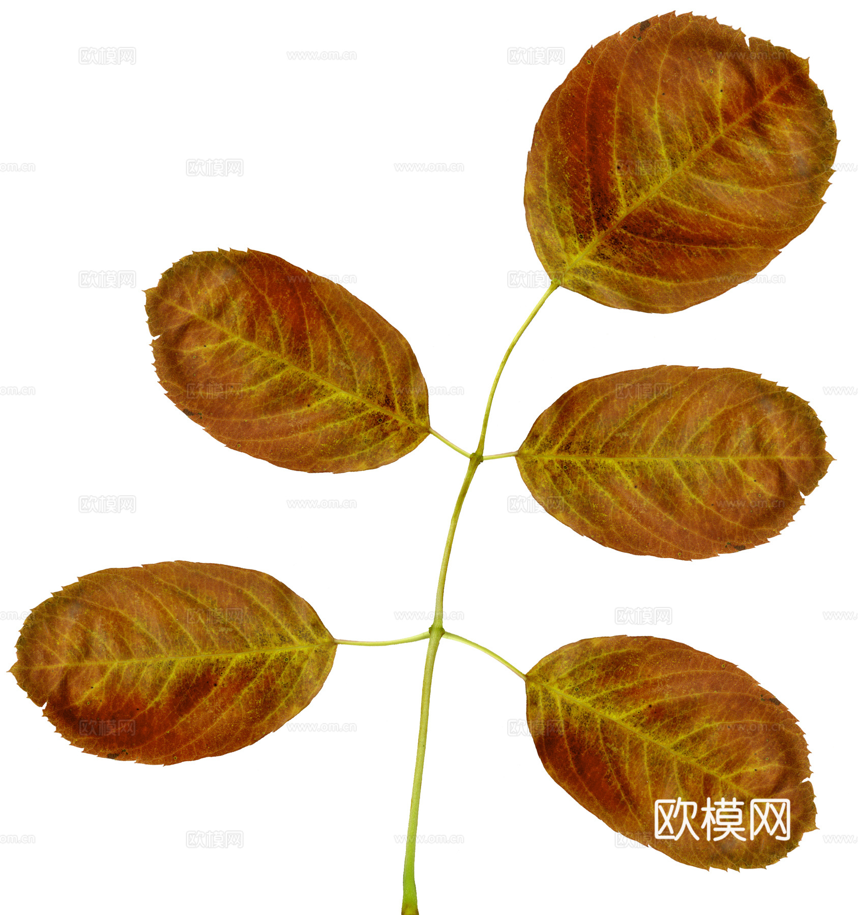 树叶纹理  草叶纹理