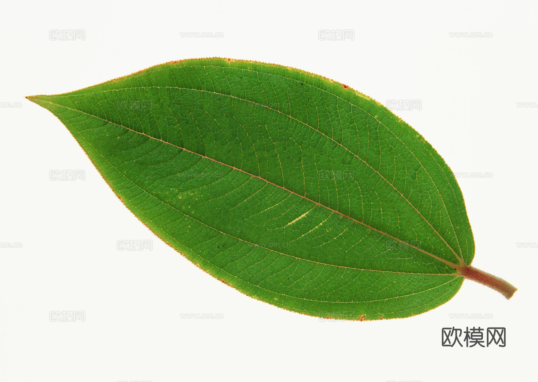 树叶纹理  草叶纹理 树叶草叶