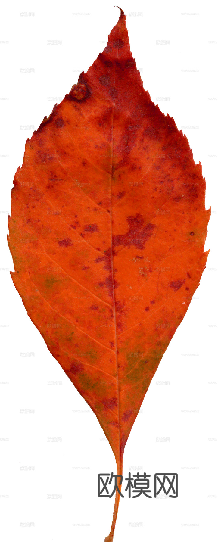 树叶纹理  秋天树叶下载