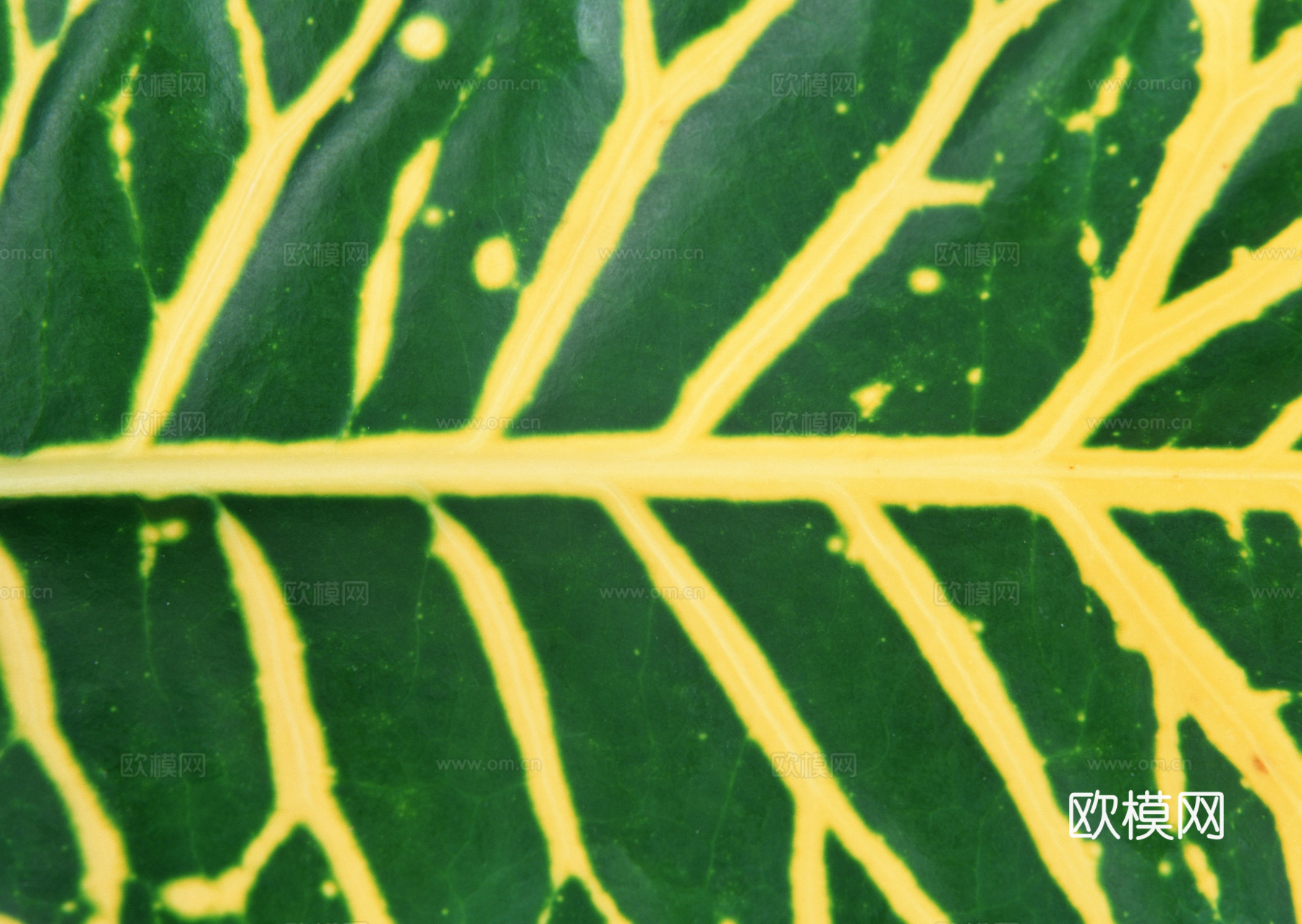 树叶纹理  草叶纹理 树叶草叶下载