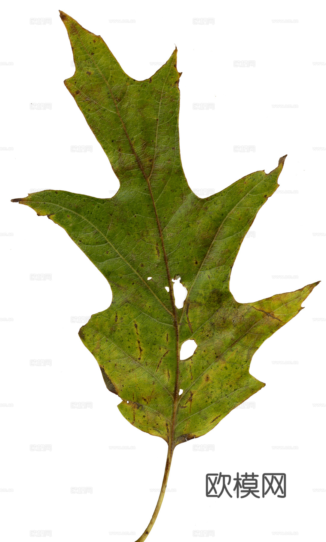 树叶草叶 树叶纹理  草叶纹理下载