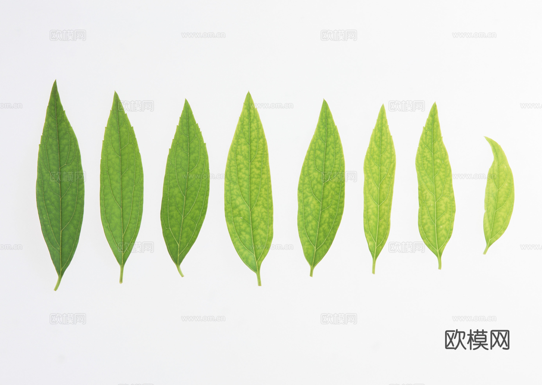 树叶草叶 树叶纹理  草叶纹理下载