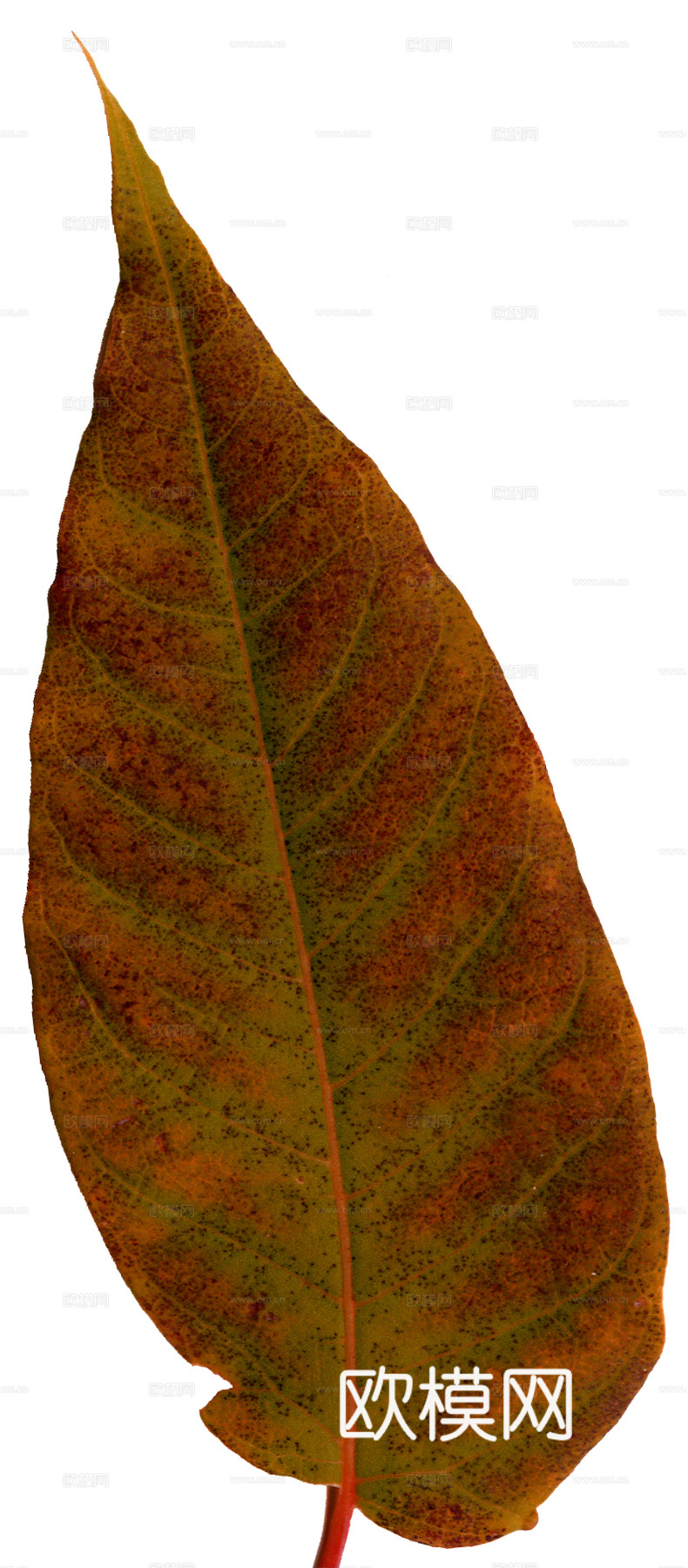 树叶纹理  秋天树叶下载