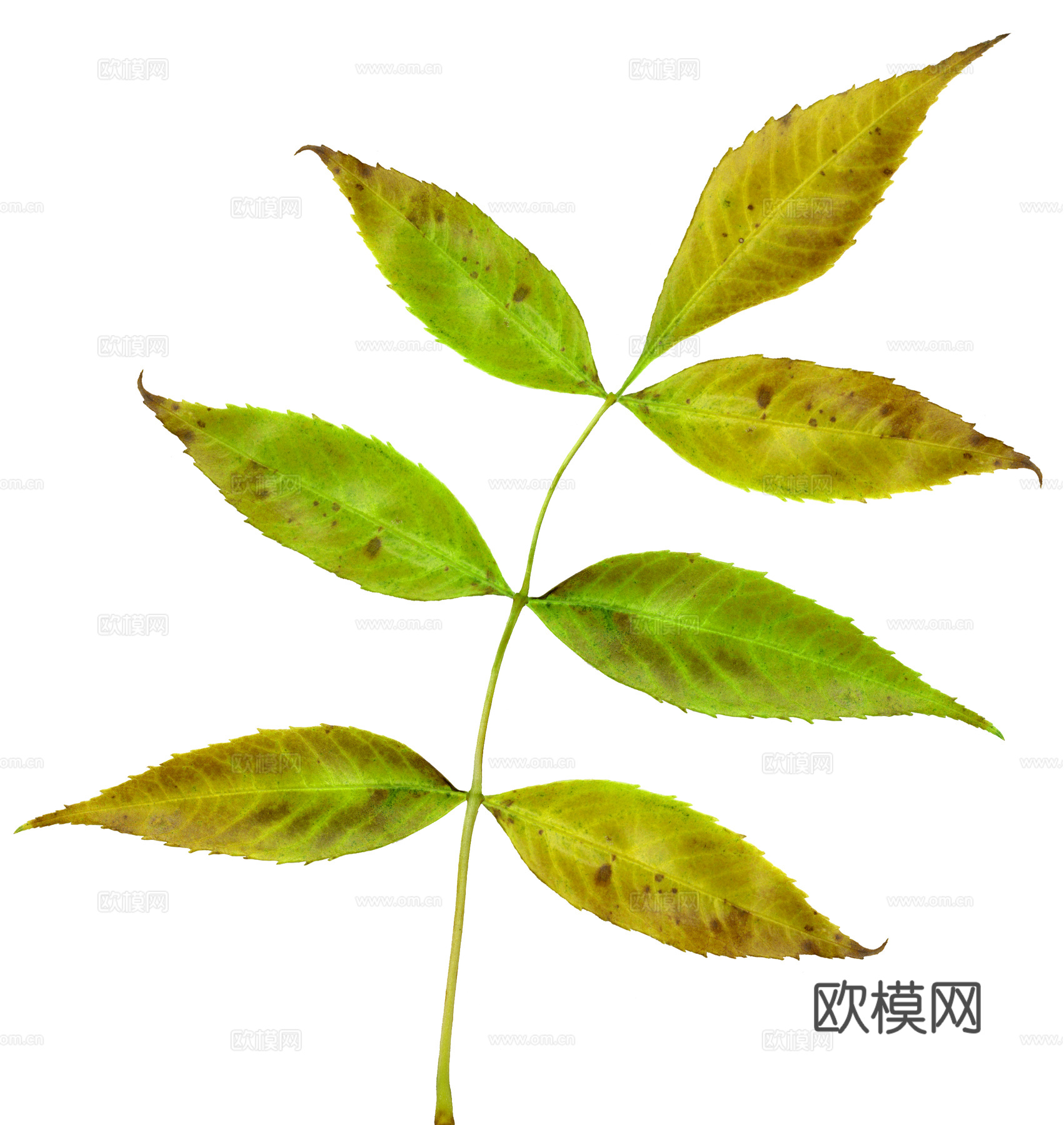 树叶  草叶下载