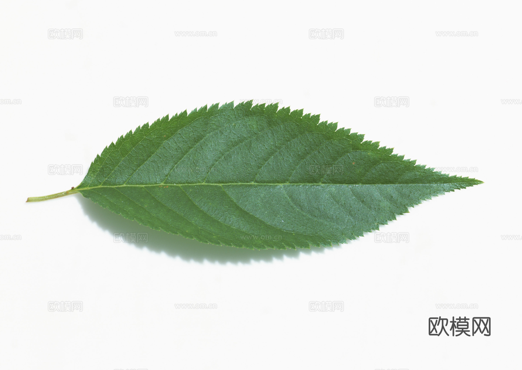 树叶草叶 树叶纹理  草叶纹理下载