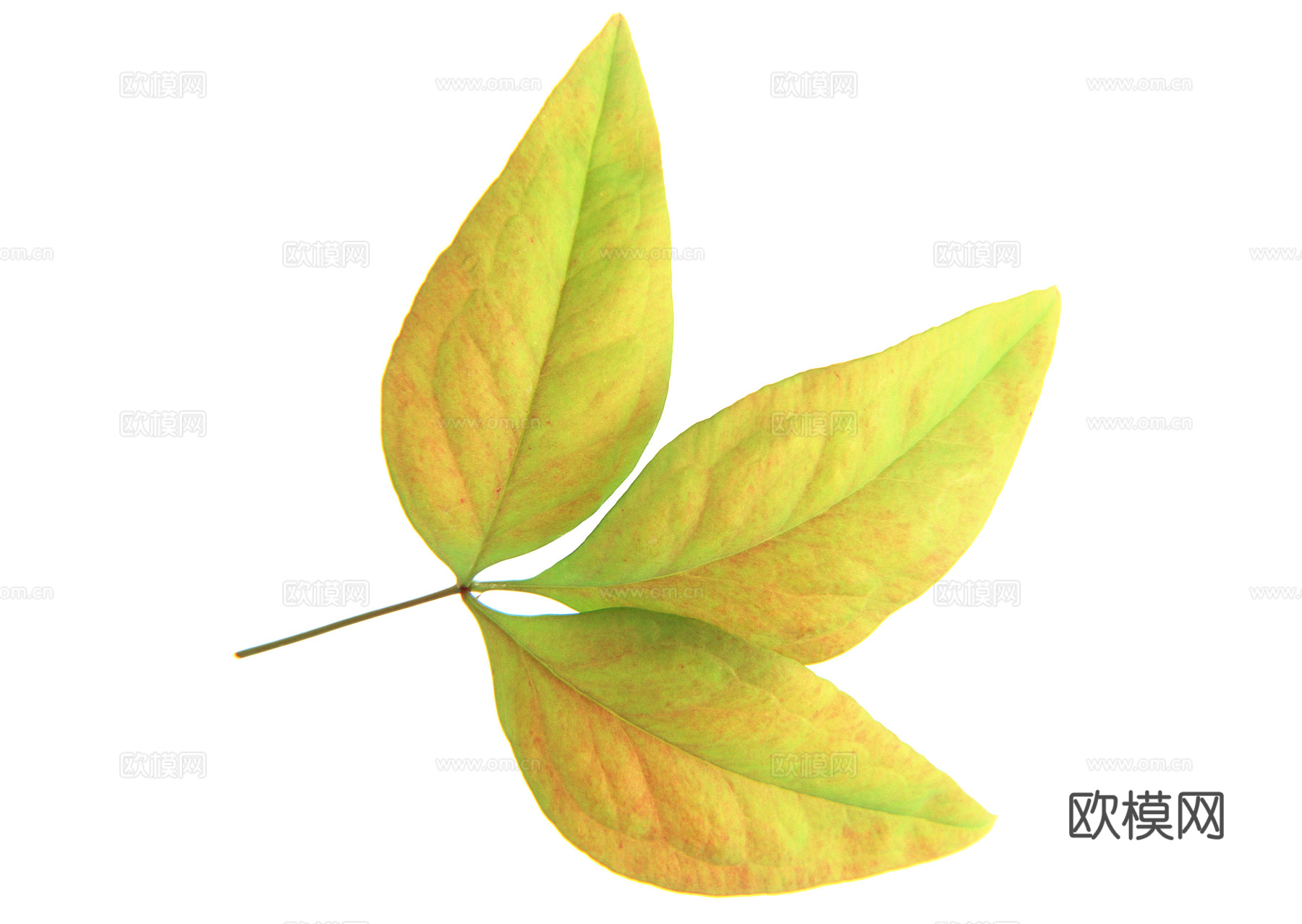 树叶纹理  草叶纹理 树叶草叶下载