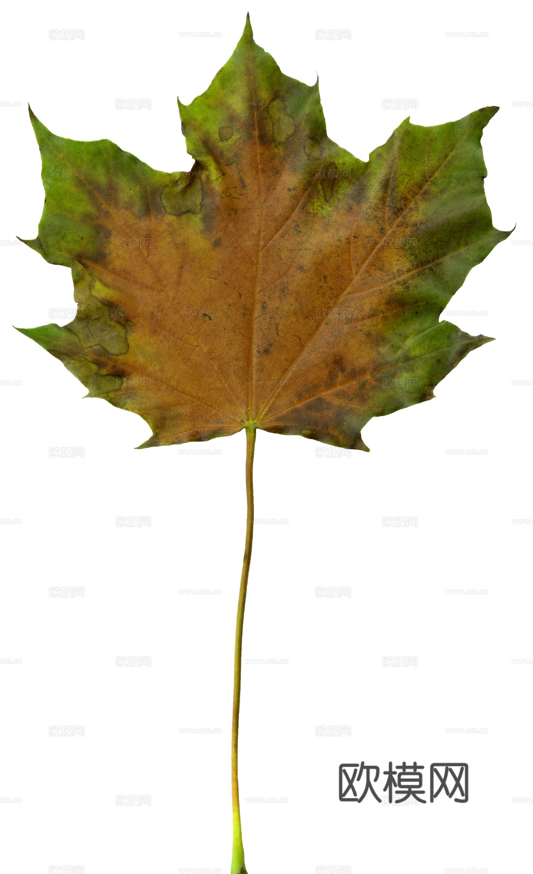 树叶纹理  秋天树叶下载