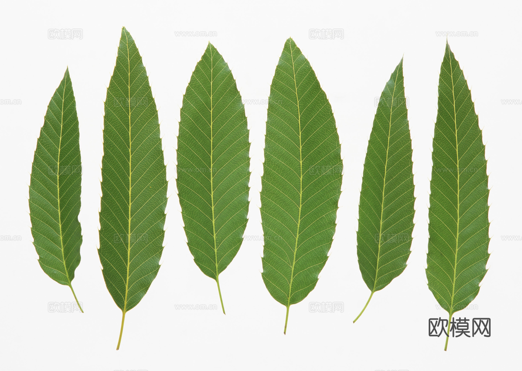 树叶草叶 树叶纹理  草叶纹理下载