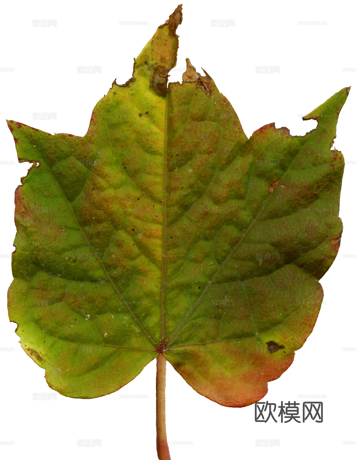 树叶纹理  草叶纹理 树叶草叶下载