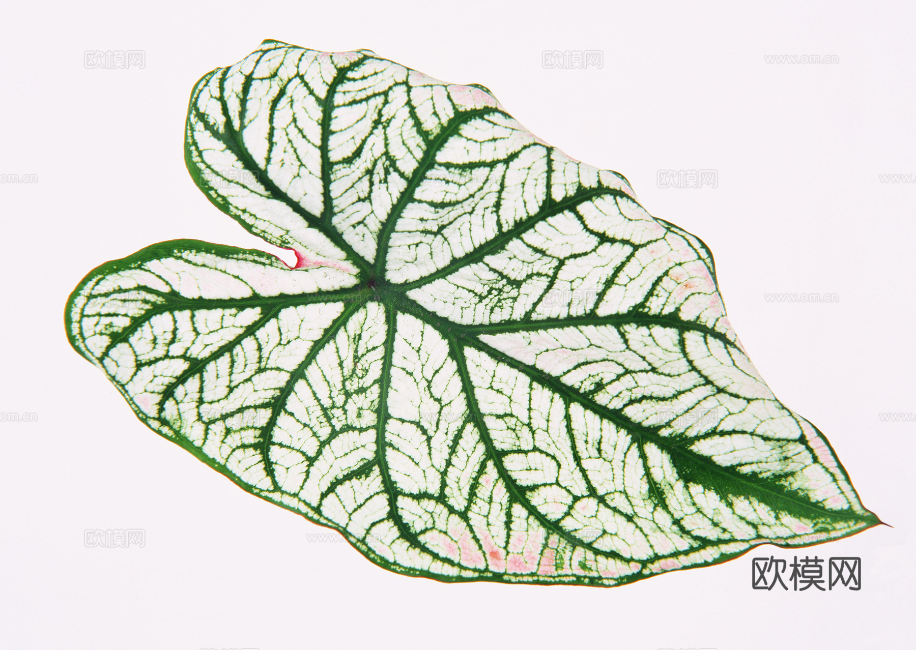 树叶纹理  草叶纹理 树叶草叶下载