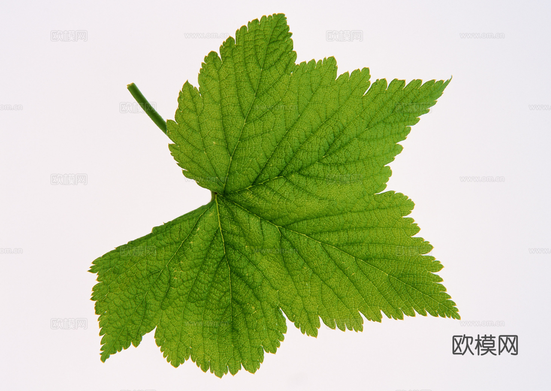 树叶草叶 树叶纹理  草叶纹理下载