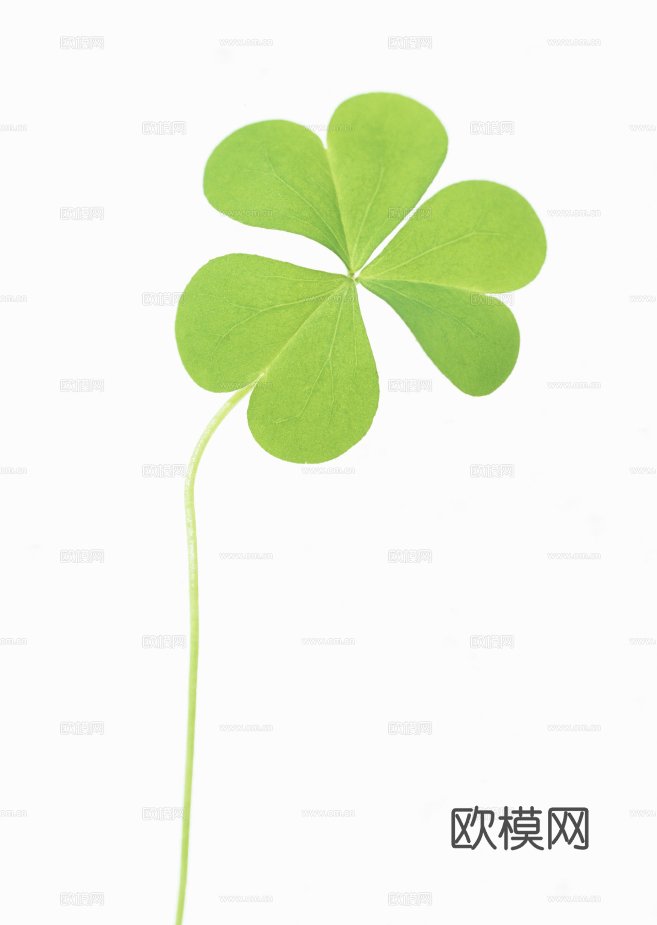 树叶草叶 树叶纹理  草叶纹理下载