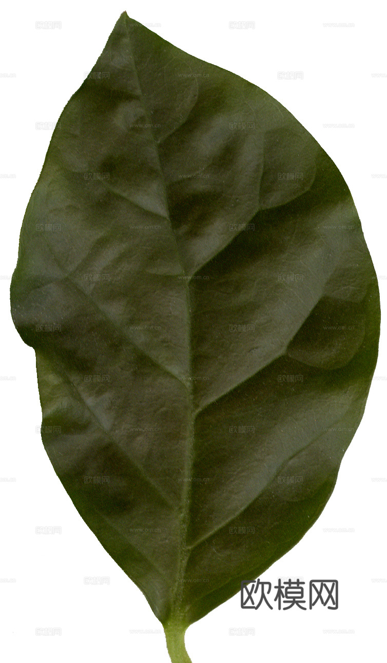 树叶草叶 树叶纹理  草叶纹理下载