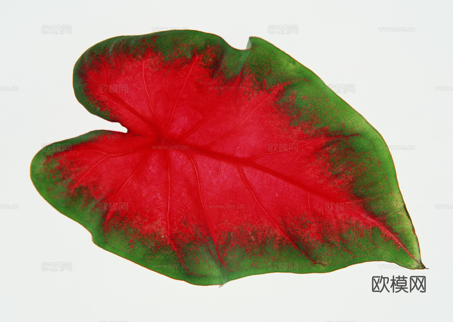 树叶纹理  秋天树叶下载