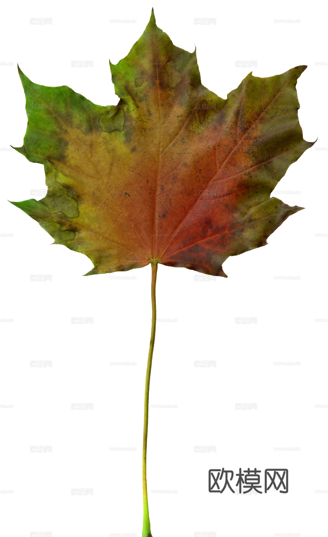 树叶纹理  秋天树叶下载