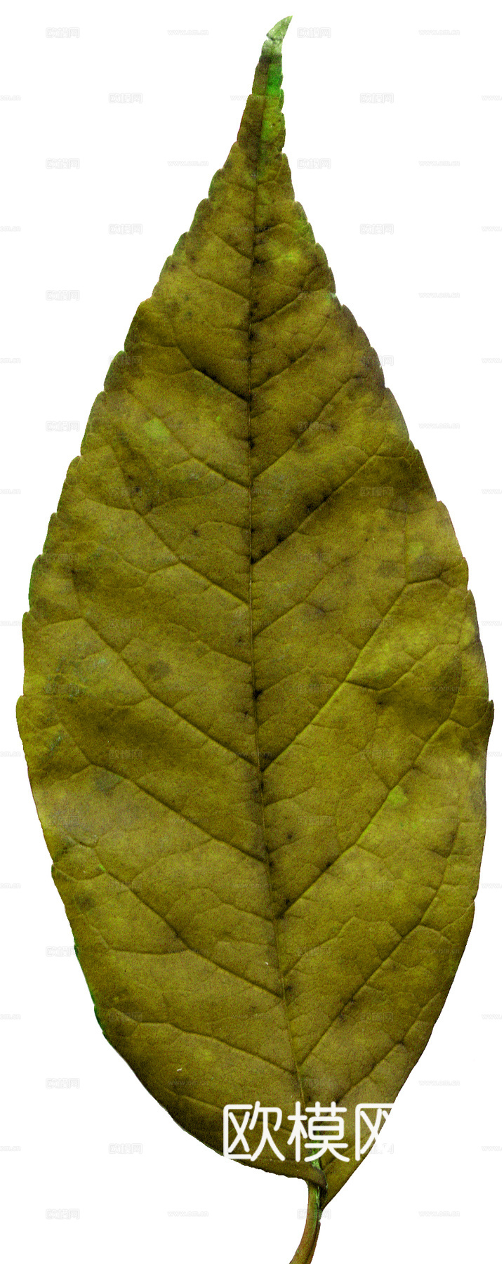 树叶纹理  草叶纹理 树叶草叶下载