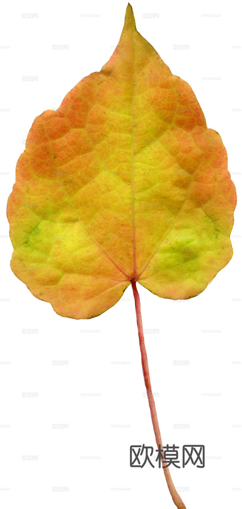 树叶纹理  秋天树叶下载