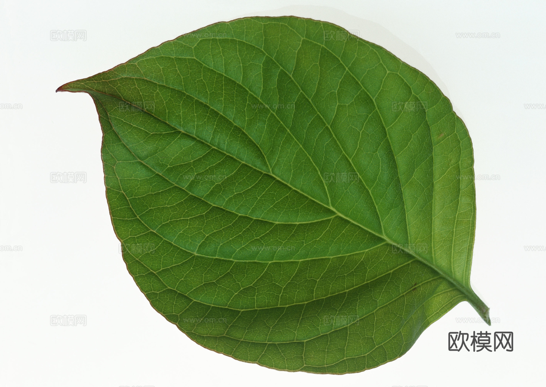 树叶纹理  草叶纹理 树叶草叶下载