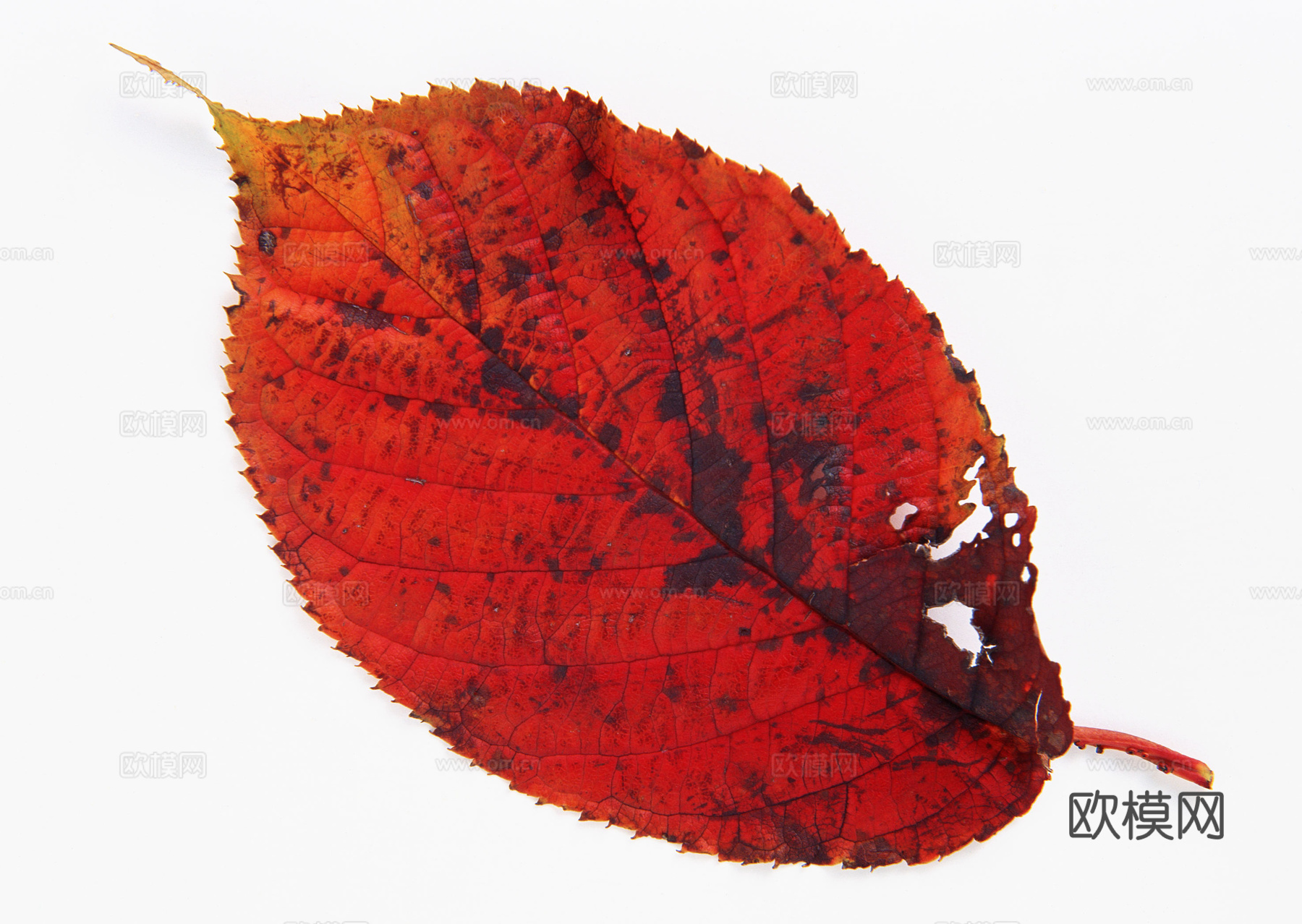 树叶纹理  秋天树叶下载