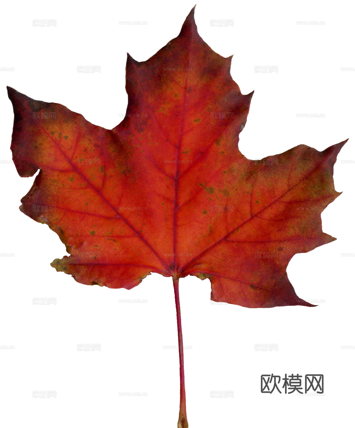 树叶纹理  秋天树叶下载