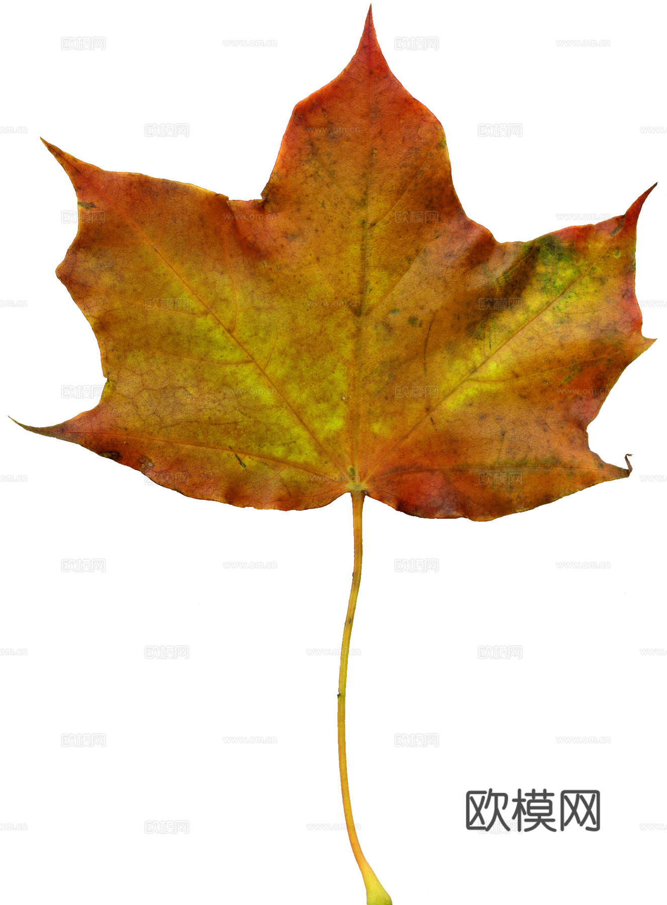 树叶纹理  秋天树叶下载