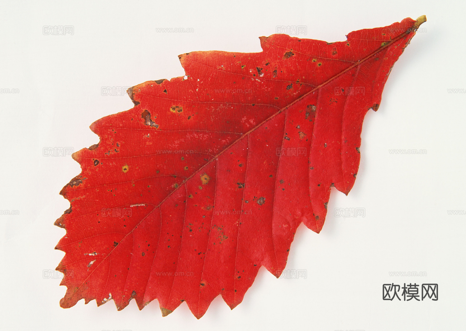 树叶纹理  秋天树叶下载