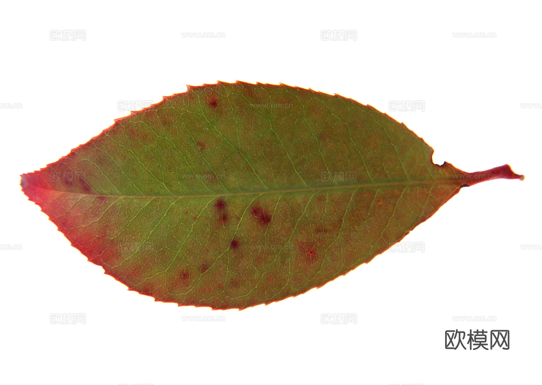 树叶纹理  秋天树叶下载