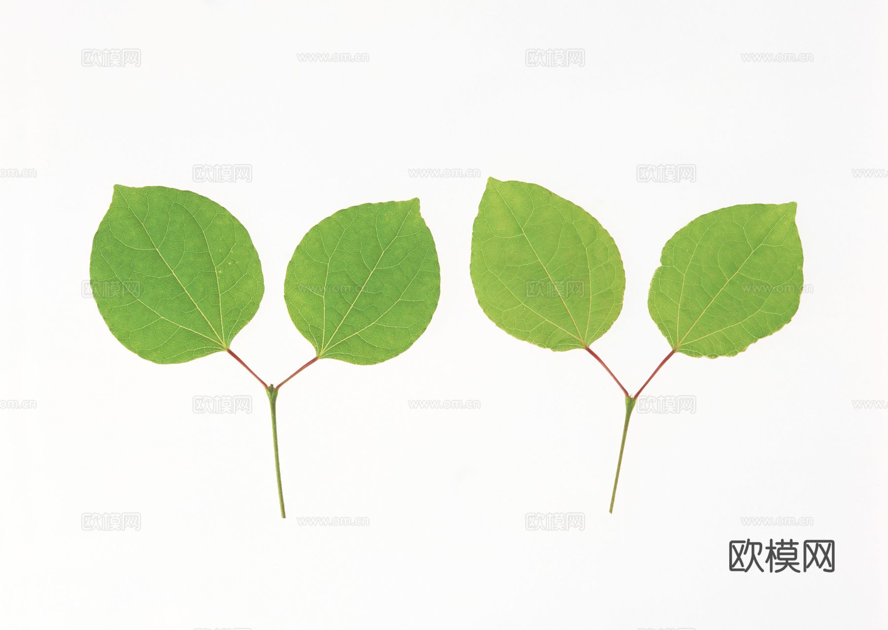 树叶草叶 树叶纹理  草叶纹理下载