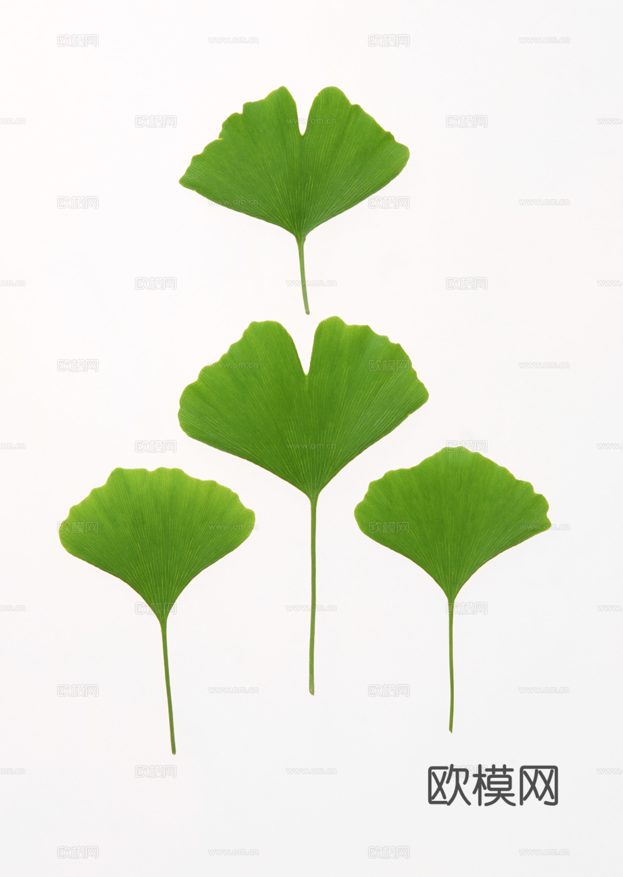 树叶草叶  树叶纹理  草叶纹理下载