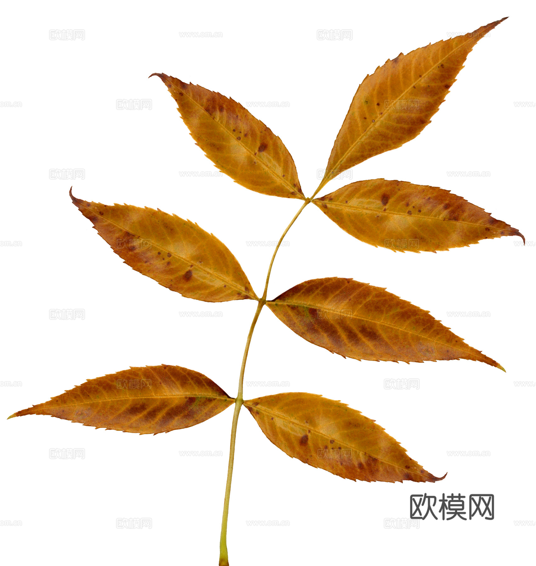 树叶  草叶下载