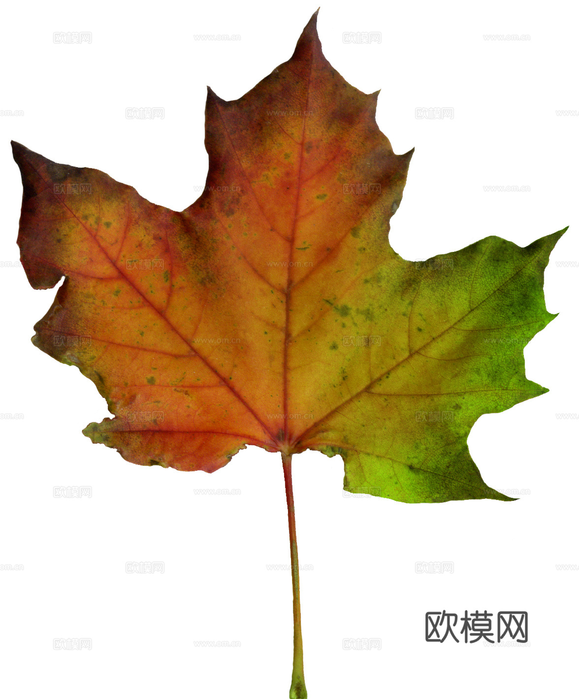 树叶纹理  秋天树叶下载