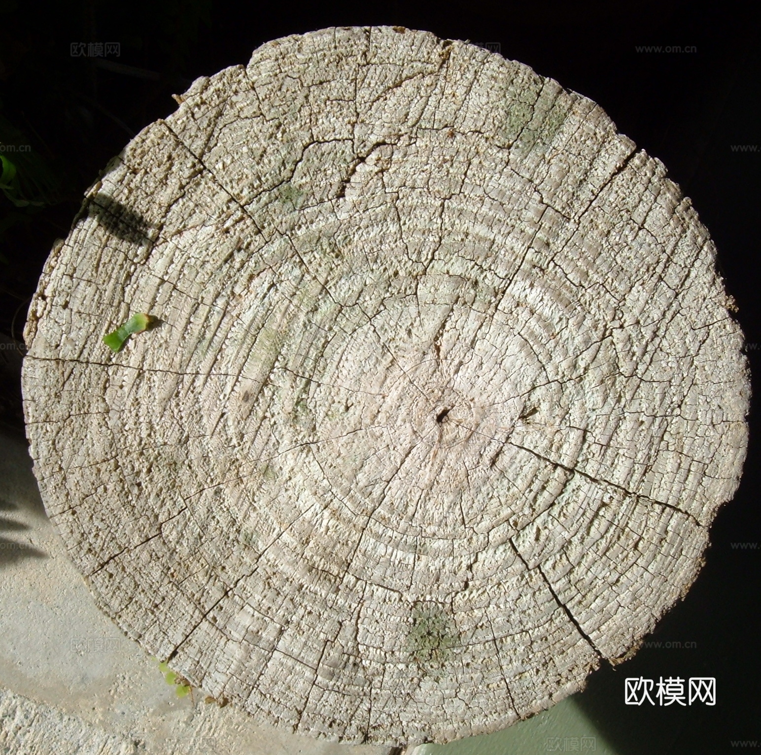 木头  树干年轮