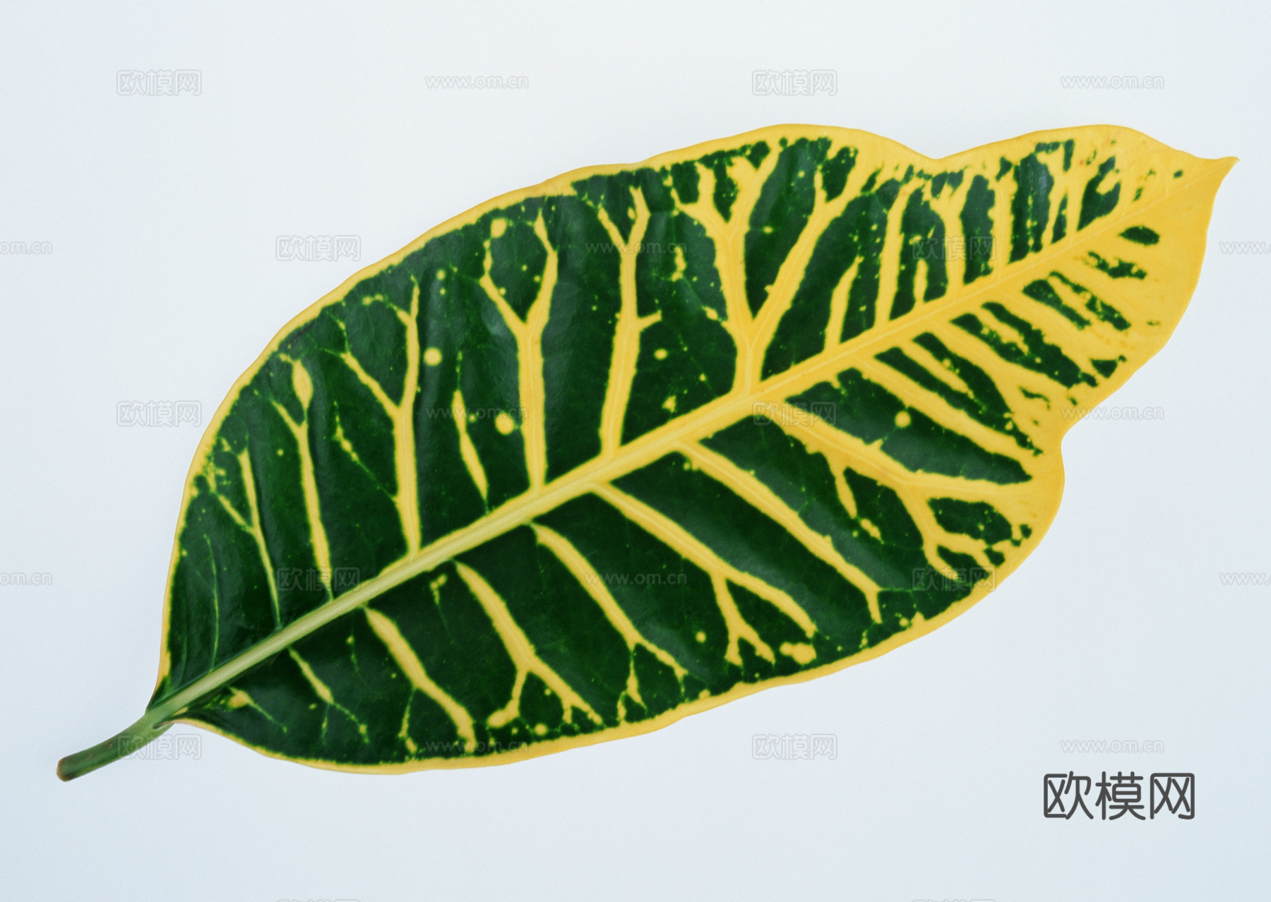 树叶草叶 树叶纹理  草叶纹理下载