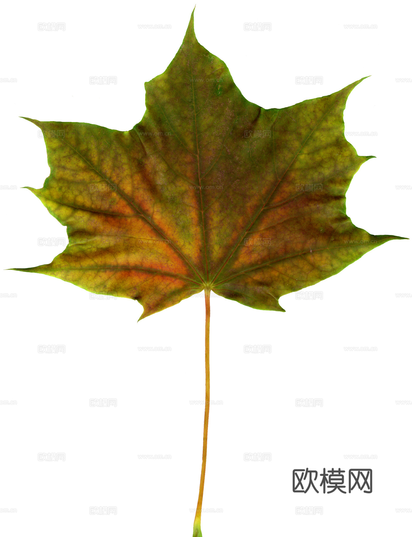 树叶纹理  秋天树叶下载