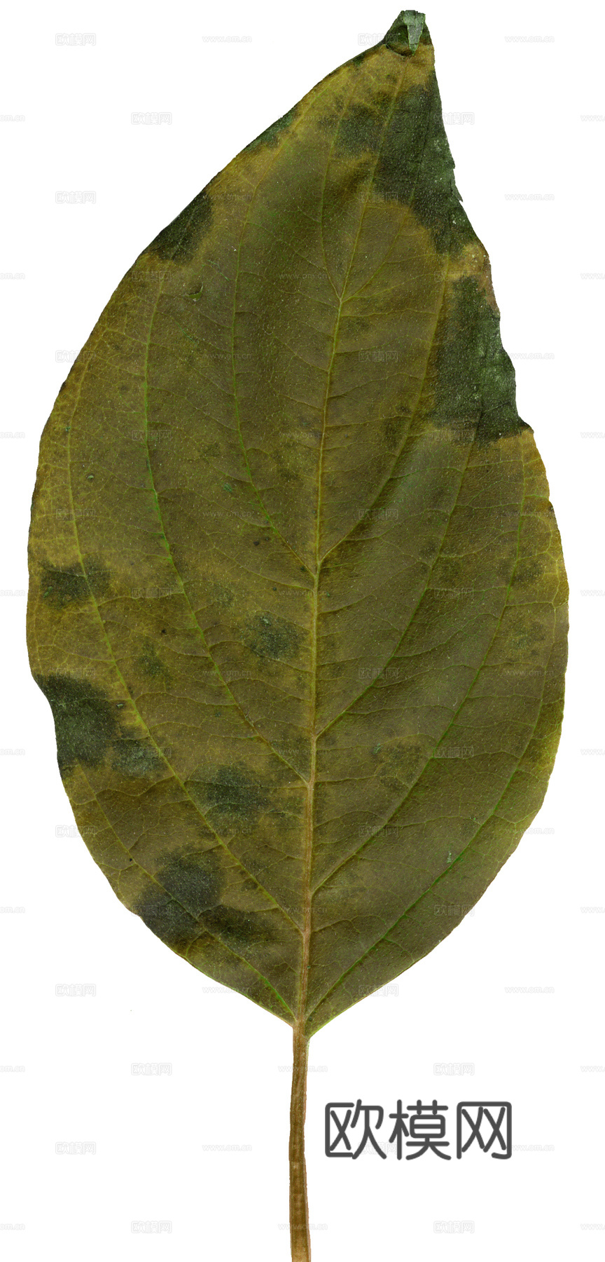 树叶纹理  草叶纹理 树叶草叶下载