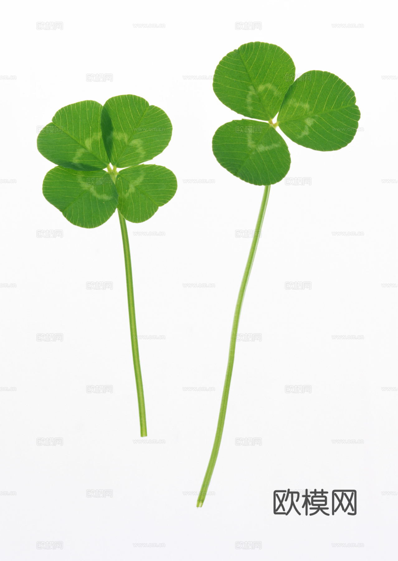 树叶草叶 树叶纹理  草叶纹理