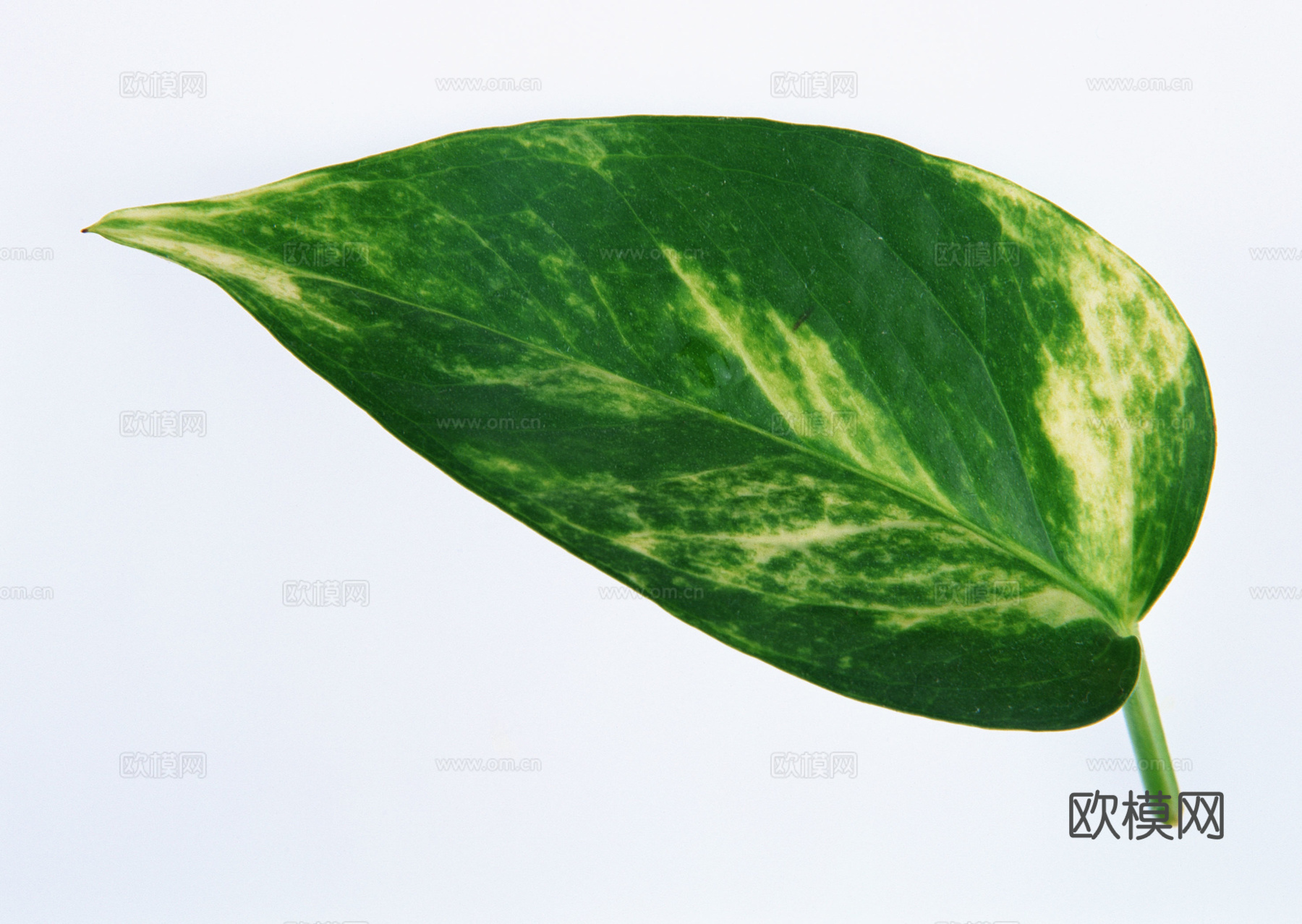 树叶纹理  草叶纹理 树叶草叶下载