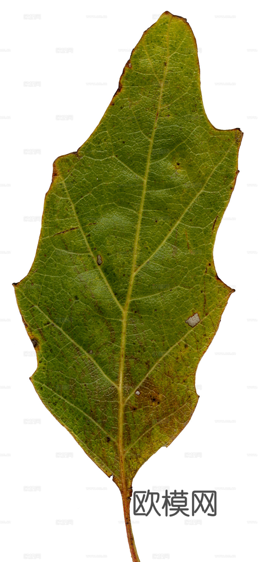 树叶草叶 树叶纹理  草叶纹理下载