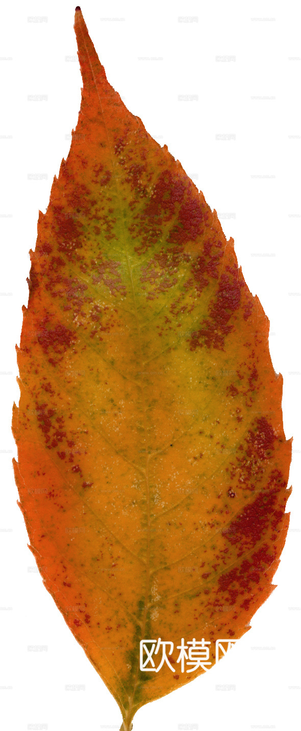 树叶纹理  秋天树叶下载