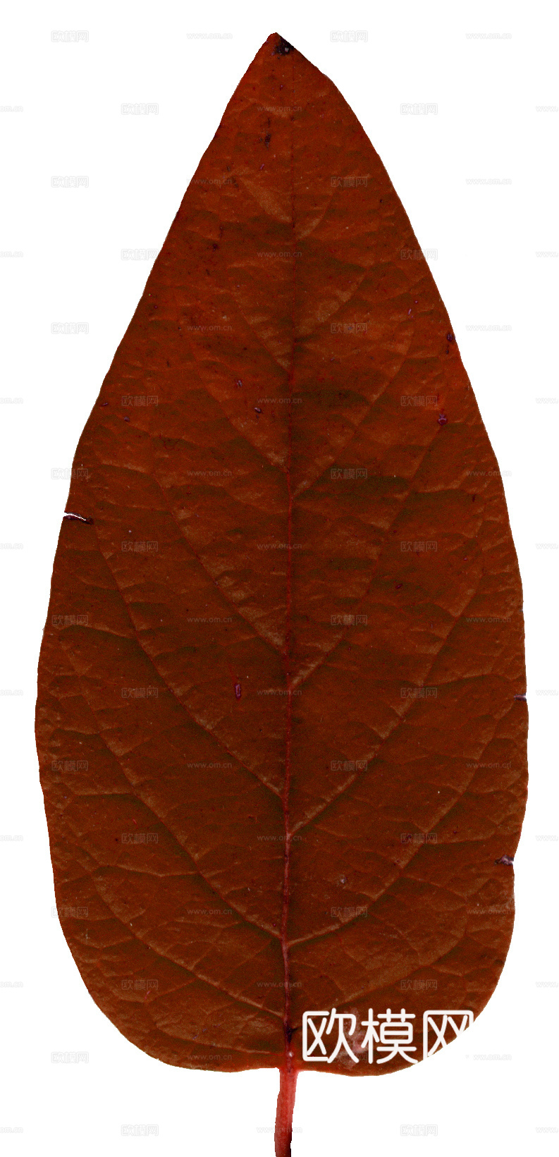 树叶纹理  秋天树叶下载