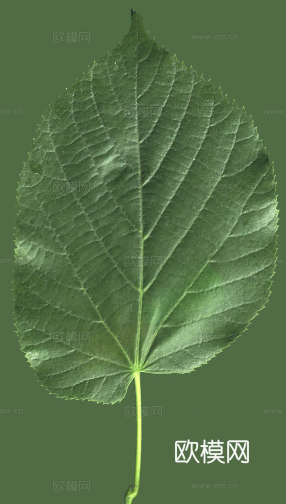 树叶草叶 树叶纹理  草叶纹理下载