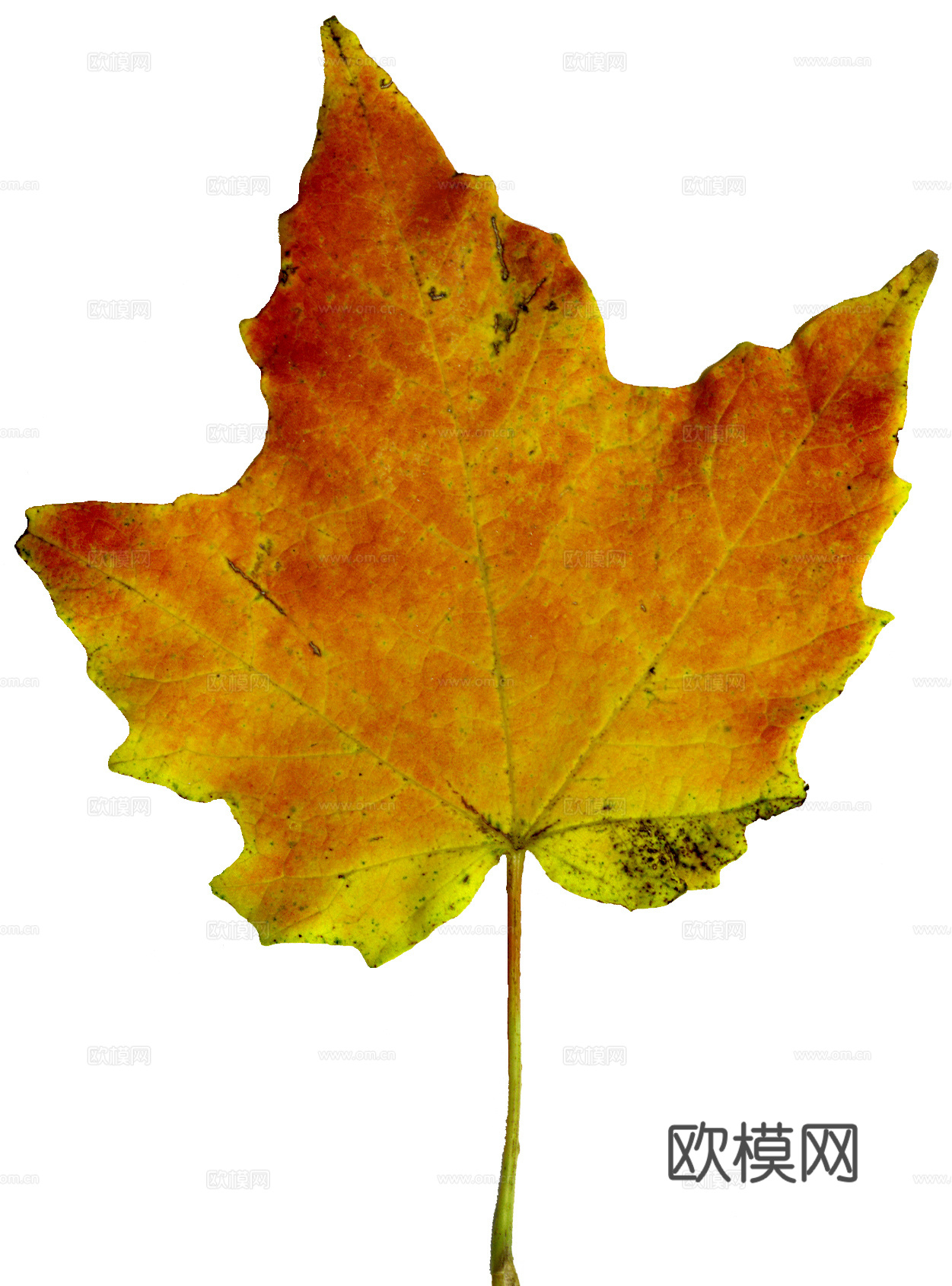 树叶纹理  秋天树叶下载