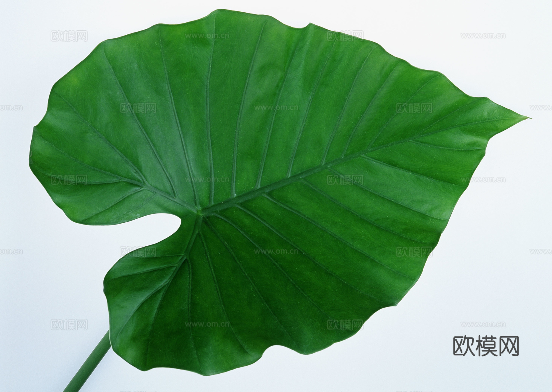 树叶纹理  草叶纹理 树叶草叶下载