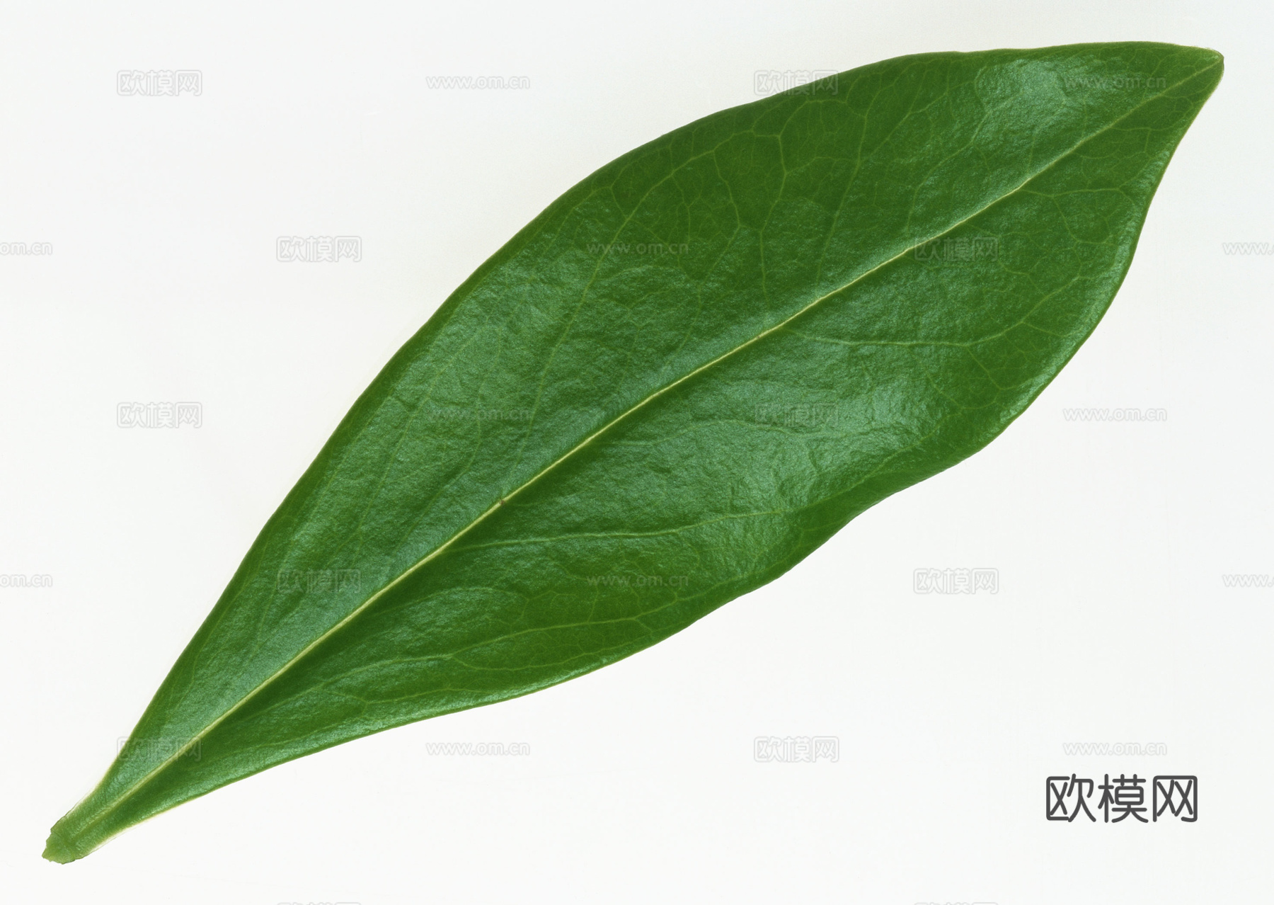 树叶纹理  草叶纹理 树叶草叶下载