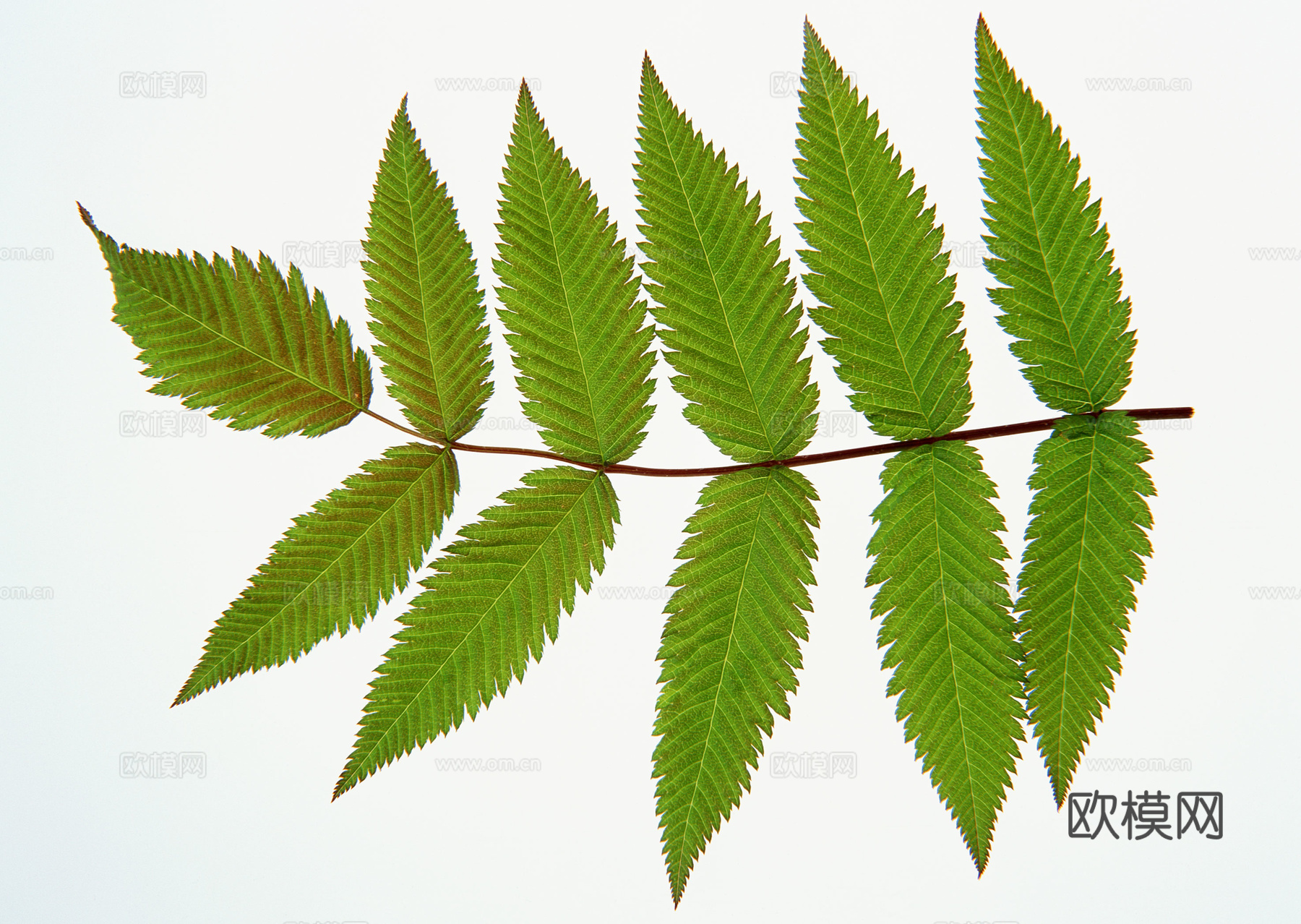 树叶草叶  树叶纹理  草叶纹理下载