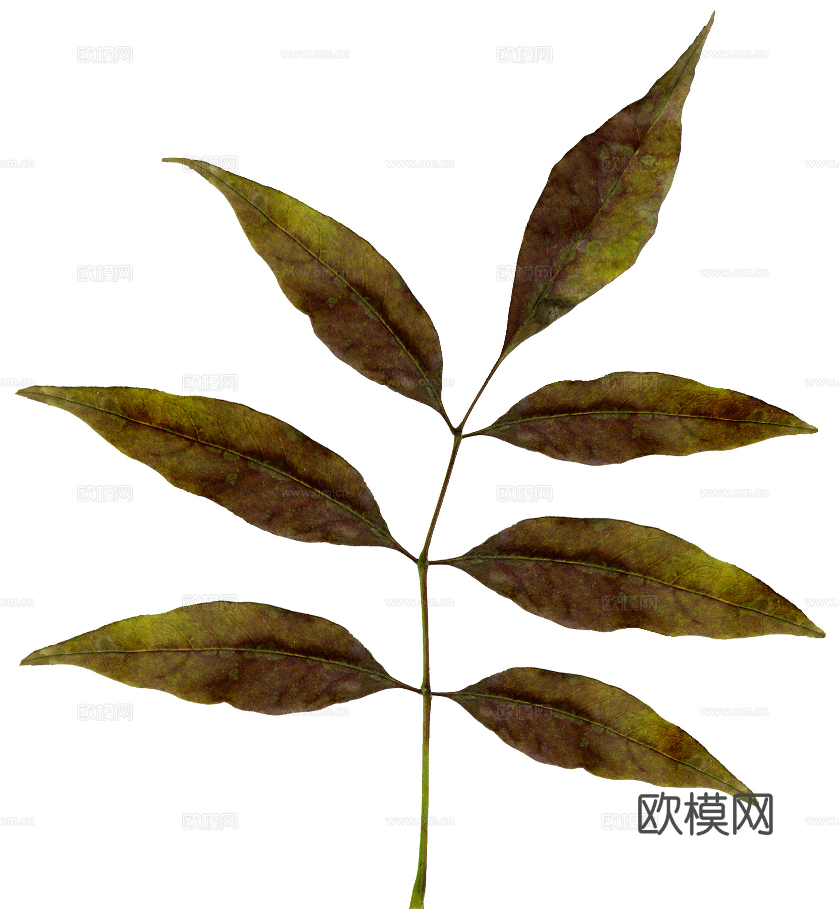 树叶草叶  树叶纹理  草叶纹理下载