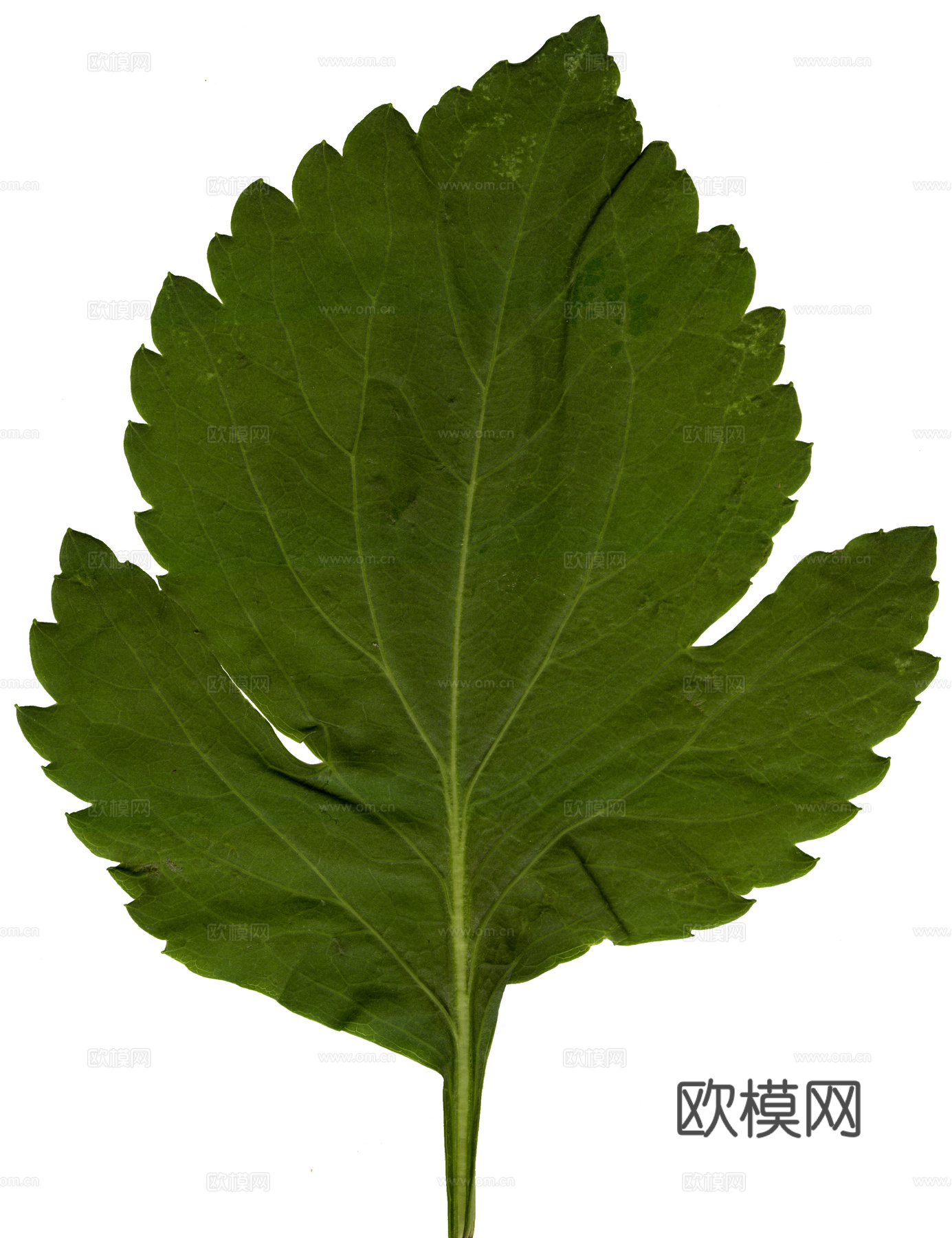 树叶草叶 树叶纹理  草叶纹理下载