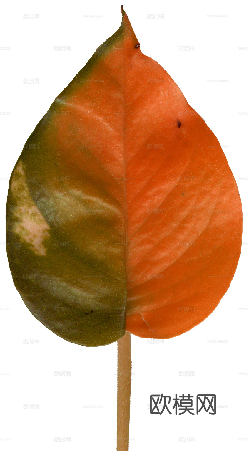 树叶草叶  树叶纹理  草叶纹理下载