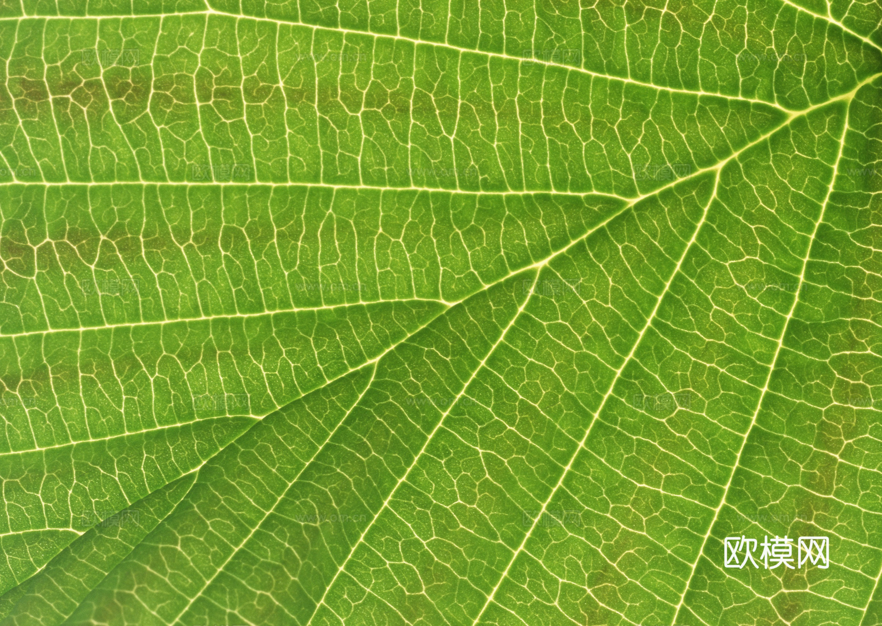 树叶纹理  草叶纹理 树叶草叶下载