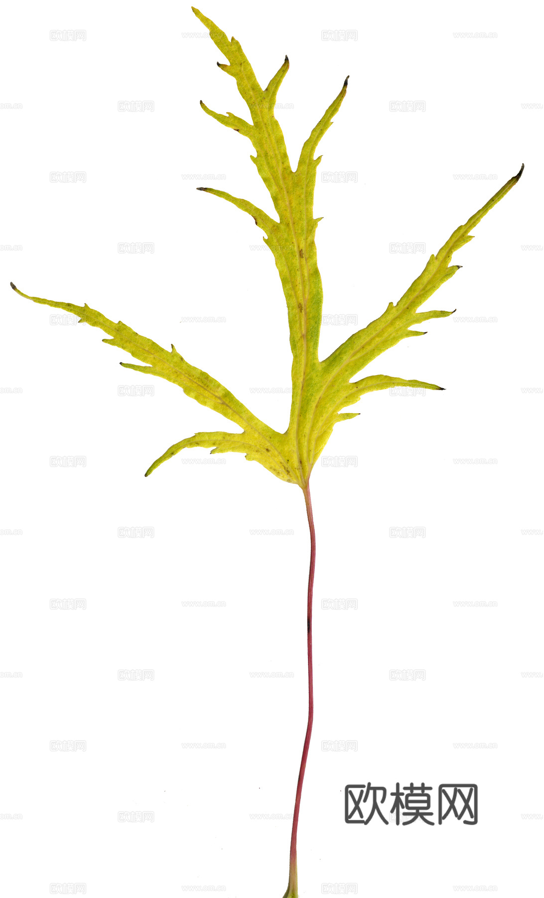 树叶草叶 树叶纹理  草叶纹理下载